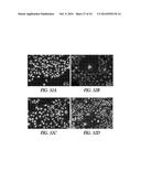 SILICA-MATRIX FORMING COMPOSITIONS, MATERIALS FORMED THEREFROM, AND     METHODS OF USING THE SAME diagram and image