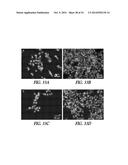 SILICA-MATRIX FORMING COMPOSITIONS, MATERIALS FORMED THEREFROM, AND     METHODS OF USING THE SAME diagram and image