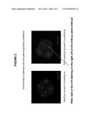 METHOD AND QUALITY CONTROL MOLECULAR BASED MOUSE EMBRYO ASSAY FOR USE WITH     IN VITRO FERTILIZATION TECHNOLOGY diagram and image