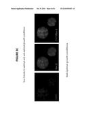 METHOD AND QUALITY CONTROL MOLECULAR BASED MOUSE EMBRYO ASSAY FOR USE WITH     IN VITRO FERTILIZATION TECHNOLOGY diagram and image