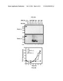 DETECTION OF INFECTIOUS PRION PROTEIN BY SEEDED CONVERSION OF RECOMBINANT     PRION PROTEIN diagram and image