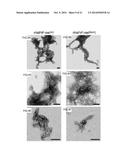 DETECTION OF INFECTIOUS PRION PROTEIN BY SEEDED CONVERSION OF RECOMBINANT     PRION PROTEIN diagram and image