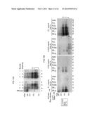 DETECTION OF INFECTIOUS PRION PROTEIN BY SEEDED CONVERSION OF RECOMBINANT     PRION PROTEIN diagram and image