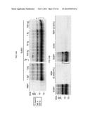 DETECTION OF INFECTIOUS PRION PROTEIN BY SEEDED CONVERSION OF RECOMBINANT     PRION PROTEIN diagram and image