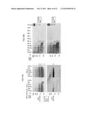 DETECTION OF INFECTIOUS PRION PROTEIN BY SEEDED CONVERSION OF RECOMBINANT     PRION PROTEIN diagram and image