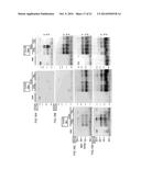 DETECTION OF INFECTIOUS PRION PROTEIN BY SEEDED CONVERSION OF RECOMBINANT     PRION PROTEIN diagram and image