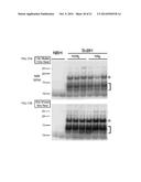 DETECTION OF INFECTIOUS PRION PROTEIN BY SEEDED CONVERSION OF RECOMBINANT     PRION PROTEIN diagram and image