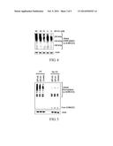 METHODS OF IDENTIFYING SENP1 INHIBITORS diagram and image