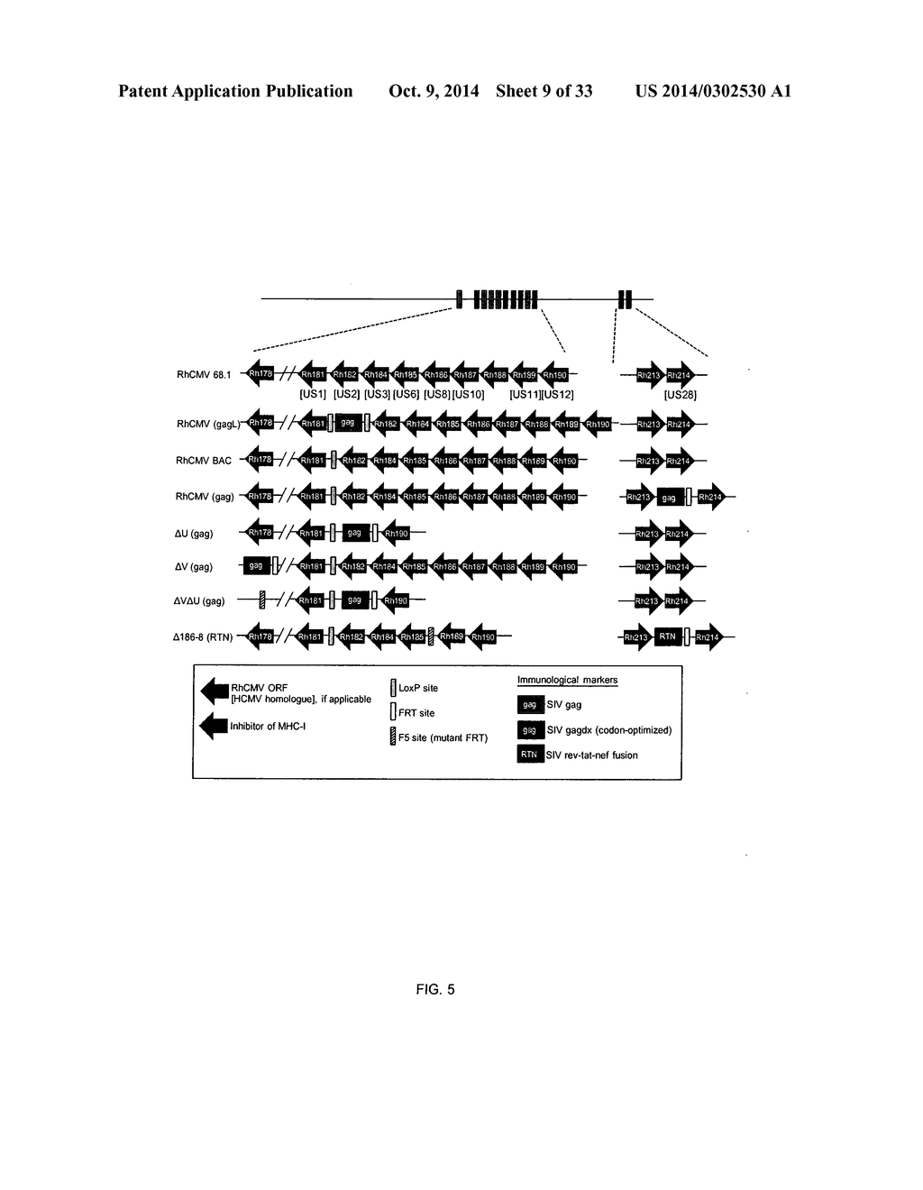 CMV GLYCOPROTEINS AND RECOMBINANT VECTORS - diagram, schematic, and image 10