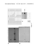 BIOSYNTHETICALLY GENERATED PYRROLINE-CARBOXY-LYSINE AND SITE SPECIFIC     PROTEIN MODIFICATIONS VIA CHEMICAL DERIVATIZATION OF     PYRROLINE-CARBOXY-LYSINE AND PYRROLYSINE RESIDUES diagram and image