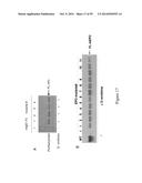 BIOSYNTHETICALLY GENERATED PYRROLINE-CARBOXY-LYSINE AND SITE SPECIFIC     PROTEIN MODIFICATIONS VIA CHEMICAL DERIVATIZATION OF     PYRROLINE-CARBOXY-LYSINE AND PYRROLYSINE RESIDUES diagram and image