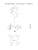 BIOSYNTHETICALLY GENERATED PYRROLINE-CARBOXY-LYSINE AND SITE SPECIFIC     PROTEIN MODIFICATIONS VIA CHEMICAL DERIVATIZATION OF     PYRROLINE-CARBOXY-LYSINE AND PYRROLYSINE RESIDUES diagram and image