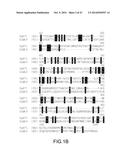 ENGINEERED LOWER EUKARYOTIC HOST STRAINS FOR RECOMBINANT PROTEIN     EXPRESSION diagram and image