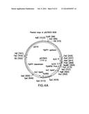 ENGINEERED LOWER EUKARYOTIC HOST STRAINS FOR RECOMBINANT PROTEIN     EXPRESSION diagram and image