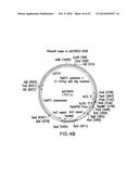 ENGINEERED LOWER EUKARYOTIC HOST STRAINS FOR RECOMBINANT PROTEIN     EXPRESSION diagram and image