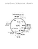 ENGINEERED LOWER EUKARYOTIC HOST STRAINS FOR RECOMBINANT PROTEIN     EXPRESSION diagram and image