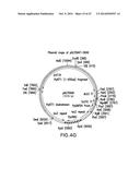 ENGINEERED LOWER EUKARYOTIC HOST STRAINS FOR RECOMBINANT PROTEIN     EXPRESSION diagram and image