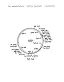 ENGINEERED LOWER EUKARYOTIC HOST STRAINS FOR RECOMBINANT PROTEIN     EXPRESSION diagram and image