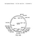 ENGINEERED LOWER EUKARYOTIC HOST STRAINS FOR RECOMBINANT PROTEIN     EXPRESSION diagram and image