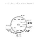 ENGINEERED LOWER EUKARYOTIC HOST STRAINS FOR RECOMBINANT PROTEIN     EXPRESSION diagram and image