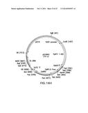 ENGINEERED LOWER EUKARYOTIC HOST STRAINS FOR RECOMBINANT PROTEIN     EXPRESSION diagram and image