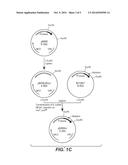 Protease Variants Active over a Broad Temperature Range diagram and image