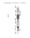 HUMAN ANTIBODIES SPECIFICALLY BINDING TO THE HEPATITIS B VIRUS SURFACE     ANTIGEN diagram and image