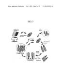 HUMAN ANTIBODIES SPECIFICALLY BINDING TO THE HEPATITIS B VIRUS SURFACE     ANTIGEN diagram and image