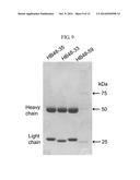 HUMAN ANTIBODIES SPECIFICALLY BINDING TO THE HEPATITIS B VIRUS SURFACE     ANTIGEN diagram and image