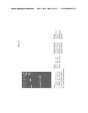 Method of Determining Types I, II, III, IV or V or Methicillin-resistant     Staphylococcus aureus (MRSA) in a Biological Sample diagram and image