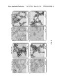 APOPTOSIS-TARGETING NANOPARTICLES diagram and image