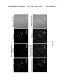 APOPTOSIS-TARGETING NANOPARTICLES diagram and image