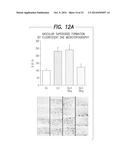 PHARMACEUTICAL COMPOSITION, METHODS FOR TREATING AND USES THEREOF diagram and image