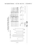 PHARMACEUTICAL COMPOSITION, METHODS FOR TREATING AND USES THEREOF diagram and image