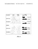 PLATINUM COMPOUNDS THAT INHIBIT CONSTITUTIVE STAT3 SIGNALING AND INDUCE     CELL CYCLE ARREST AND APOPTOSIS OF MALIGNANT CELLS diagram and image