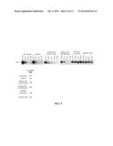 PLATINUM COMPOUNDS THAT INHIBIT CONSTITUTIVE STAT3 SIGNALING AND INDUCE     CELL CYCLE ARREST AND APOPTOSIS OF MALIGNANT CELLS diagram and image