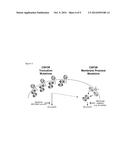 METHODS OF DIAGNOSING AND TREATING aCML and CNL diagram and image