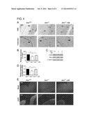 METHOD FOR TREATING NEURODEGENERATION USING A p38MAPK INHIBITOR diagram and image