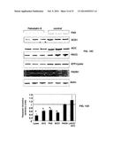 Compositions and Methods for the Treatment of Metabolic Disorders diagram and image