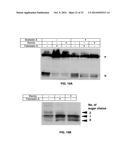 Compositions and Methods for the Treatment of Metabolic Disorders diagram and image