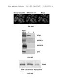 Compositions and Methods for the Treatment of Metabolic Disorders diagram and image