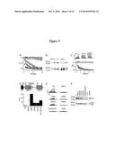 KCNQ CHANNELS AS THERAPEUTIC TARGETS diagram and image