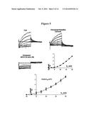 KCNQ CHANNELS AS THERAPEUTIC TARGETS diagram and image