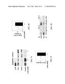 METHODS FOR THE MODULATION OF ANGIOGENESIS diagram and image