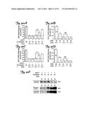 REDUCTION OF OFF-TARGET RNA INTERFERENCE TOXICITY diagram and image