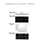REDUCTION OF OFF-TARGET RNA INTERFERENCE TOXICITY diagram and image