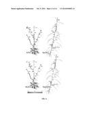 NOVEL PPETAC1 GENE AND METHOD TO MANIPULATE TREE ARCHITECTURE diagram and image