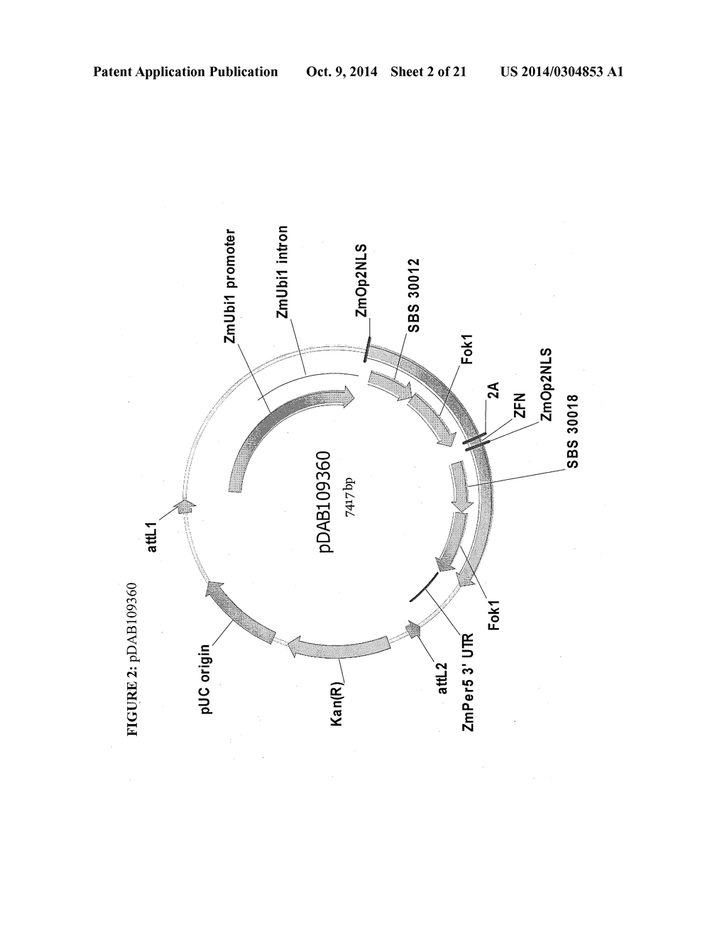 METHODS AND COMPOSITIONS FOR INTEGRATION OF AN EXOGENOUS SEQUENCE WITHIN     THE GENOME OF PLANTS - diagram, schematic, and image 03