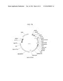 Vectors Conditionally Expressing Protein diagram and image