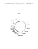 Vectors Conditionally Expressing Protein diagram and image